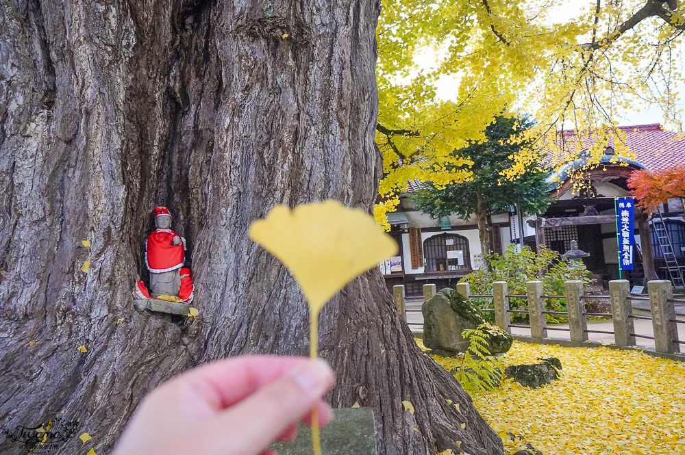 高山飛驒絕美的巨大千年銀杏樹！！美不勝收「飛驒國分寺」銀杏樹+三重塔美景 @緹雅瑪 美食旅遊趣