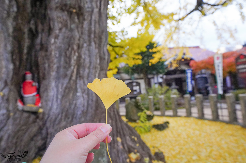 高山飛驒絕美的巨大千年銀杏樹！！美不勝收「飛驒國分寺」銀杏樹+三重塔美景 @緹雅瑪 美食旅遊趣