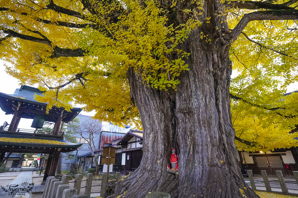 高山飛驒絕美的巨大千年銀杏樹！！美不勝收「飛驒國分寺」銀杏樹+三重塔美景 @緹雅瑪 美食旅遊趣