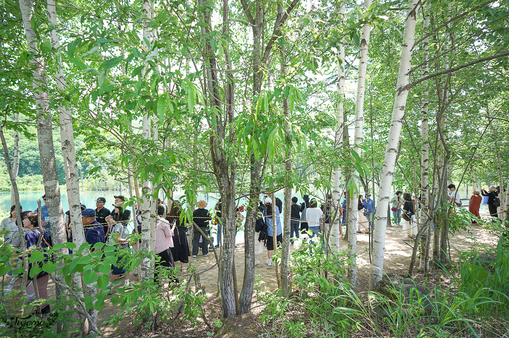 北海道美瑛｜白金青池：絕美青藍人池，美瑛知名人氣景點 @緹雅瑪 美食旅遊趣