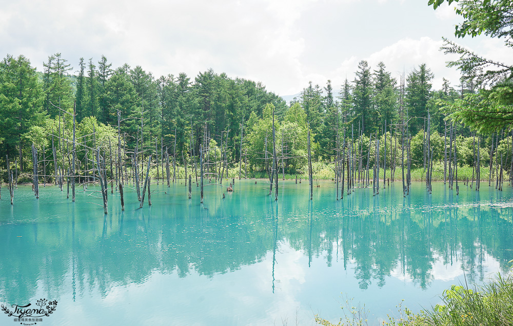 北海道美瑛｜白金青池：絕美青藍人池，美瑛知名人氣景點 @緹雅瑪 美食旅遊趣