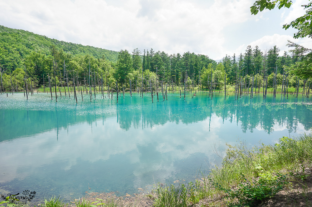 北海道美瑛｜白金青池：絕美青藍人池，美瑛知名人氣景點 @緹雅瑪 美食旅遊趣