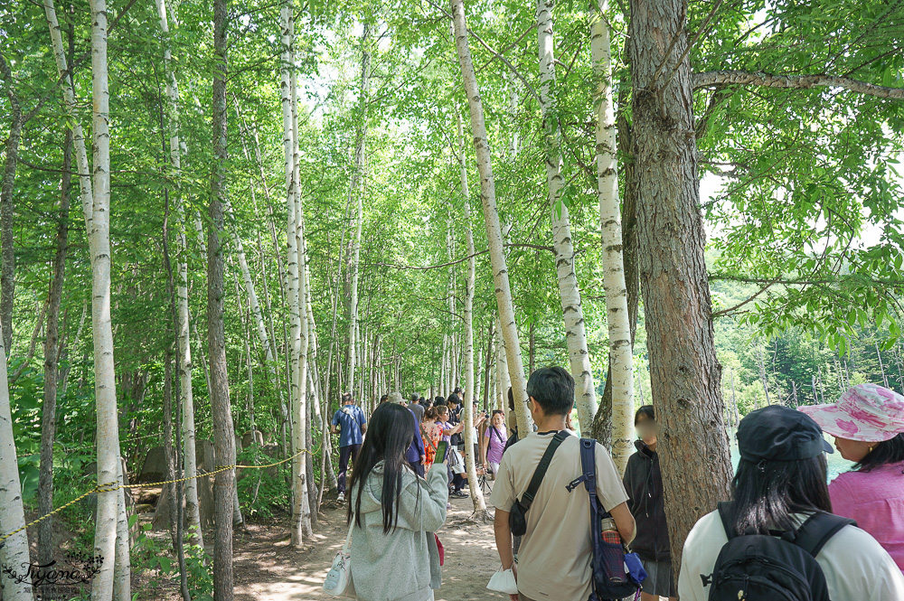 北海道美瑛｜白金青池：絕美青藍人池，美瑛知名人氣景點 @緹雅瑪 美食旅遊趣