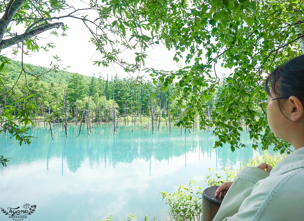 北海道美瑛｜白金青池：絕美青藍人池，美瑛知名人氣景點 @緹雅瑪 美食旅遊趣