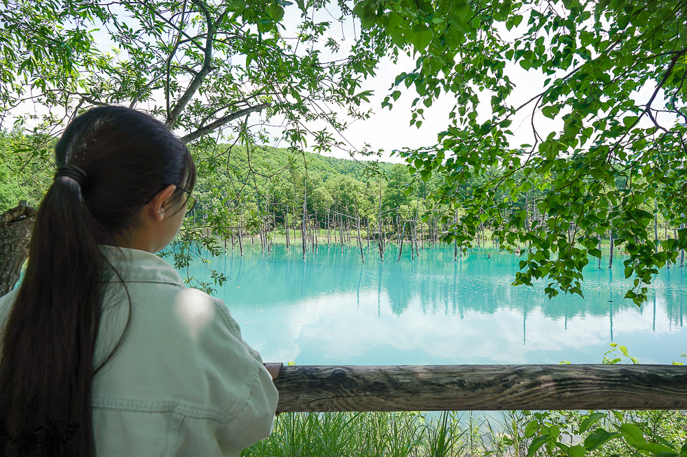 北海道美瑛｜白金青池：絕美青藍人池，美瑛知名人氣景點 @緹雅瑪 美食旅遊趣