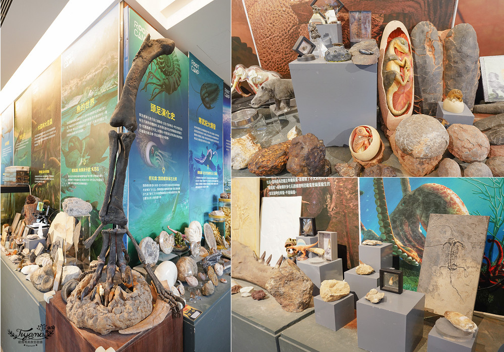 新北住宿度假村推薦「大板根森林溫泉酒店」2025全新觀景溫泉別墅｜恐龍森林夏令營｜古生物實驗室｜太子西餐廳自助餐｜麗宴中餐廳 @緹雅瑪 美食旅遊趣