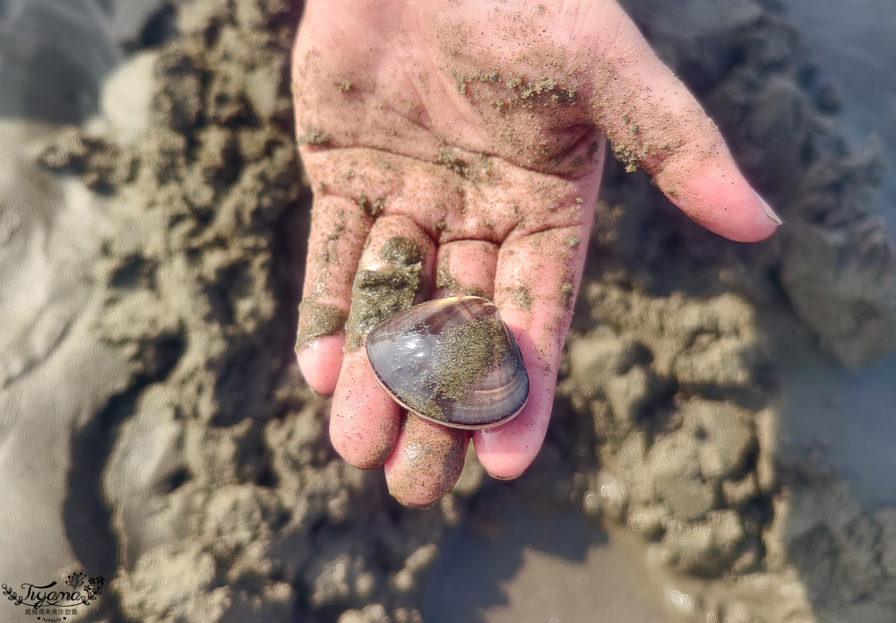 台南挖蛤蜊景點｜免費挖蛤蜊期間限定，台南北門雙春海岸線野生蛤蜊大爆發！！ @緹雅瑪 美食旅遊趣