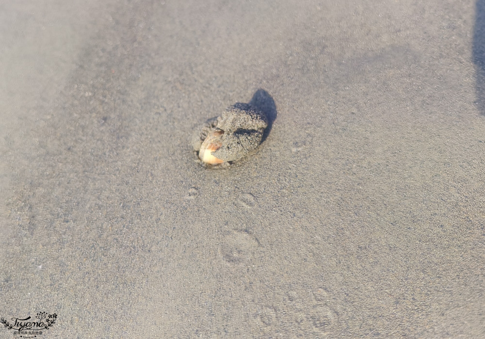 台南挖蛤蜊景點｜免費挖蛤蜊期間限定，台南北門雙春海岸線野生蛤蜊大爆發！！ @緹雅瑪 美食旅遊趣