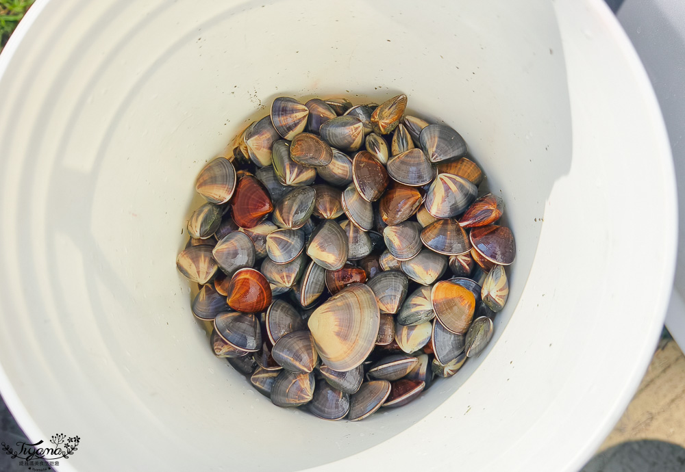 台南挖蛤蜊景點｜免費挖蛤蜊期間限定，台南北門雙春海岸線野生蛤蜊大爆發！！ @緹雅瑪 美食旅遊趣