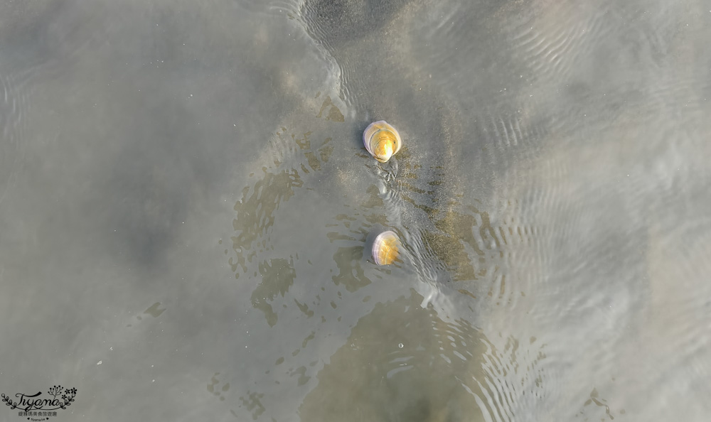 王功挖蛤烤蚵吃到飽！王功丫瑋觀光採蚵車，烤棚大又乾淨，收費大人200．小孩100．幼童免費，最超值的玩水活動 @緹雅瑪 美食旅遊趣