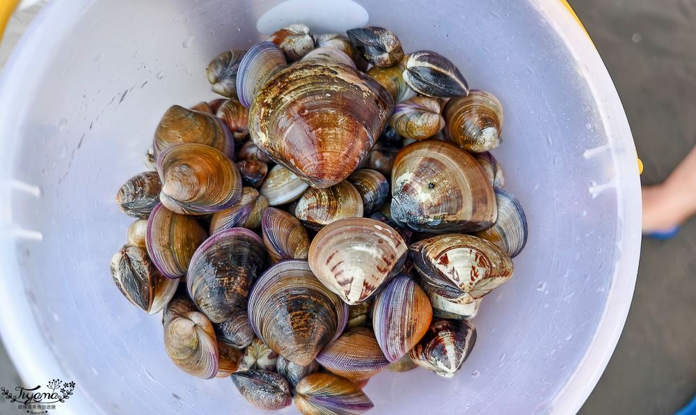 王功挖蛤烤蚵吃到飽！王功丫瑋觀光採蚵車，烤棚大又乾淨，收費大人200．小孩100．幼童免費，最超值的玩水活動 @緹雅瑪 美食旅遊趣