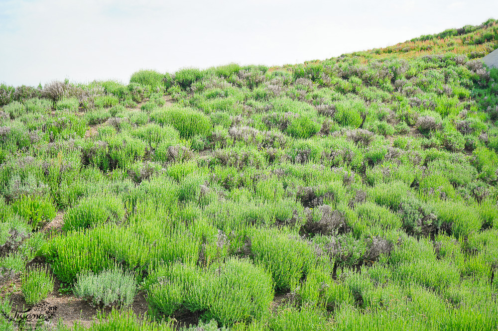 北海道頭大佛殿，在真駒内滝野霊園裡建築大師安藤忠雄的作品「洞窟中巨大佛殿」 @緹雅瑪 美食旅遊趣