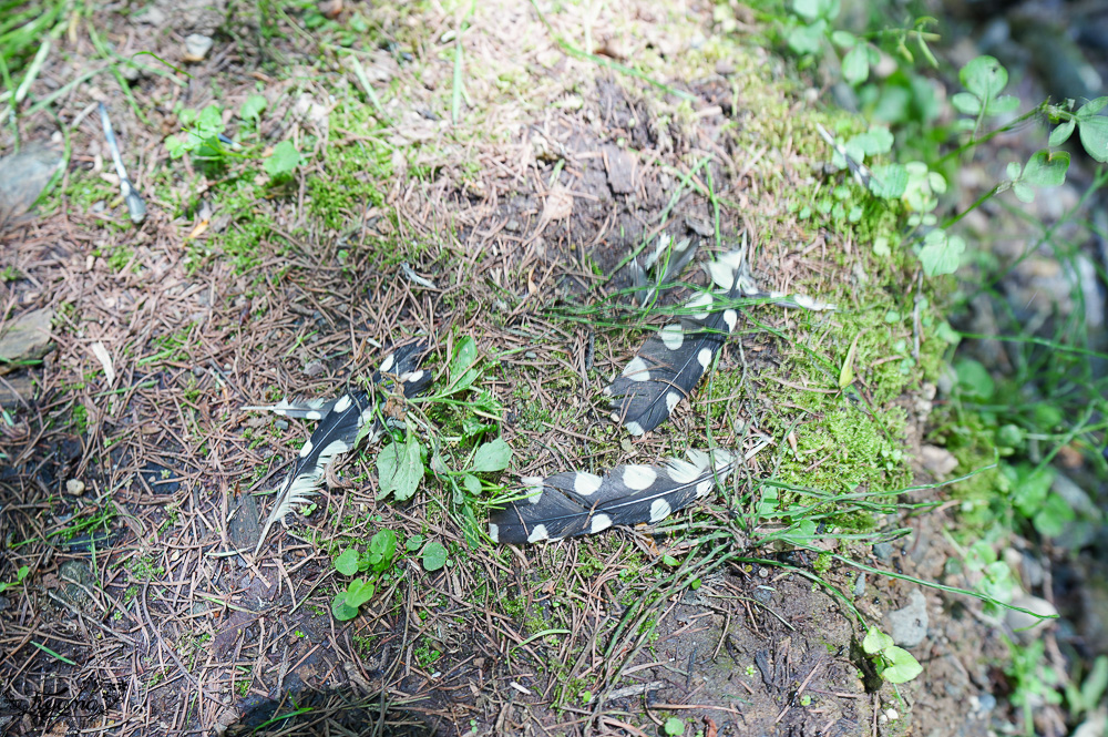 北海道富良野美食「森之時計｜珈琲 森の時計」森林精靈露台裡的幻夢咖啡廳~來杯DIY手磨豆的手沖咖啡，20週年森林劇院蛋糕 @緹雅瑪 美食旅遊趣