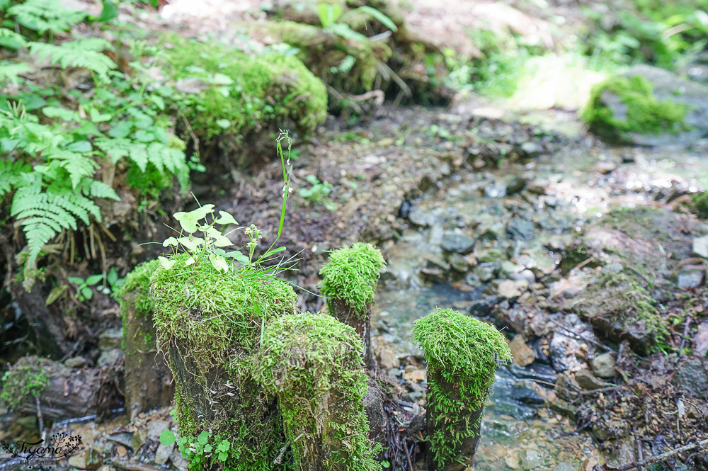 北海道富良野美食「森之時計｜珈琲 森の時計」森林精靈露台裡的幻夢咖啡廳~來杯DIY手磨豆的手沖咖啡，20週年森林劇院蛋糕 @緹雅瑪 美食旅遊趣