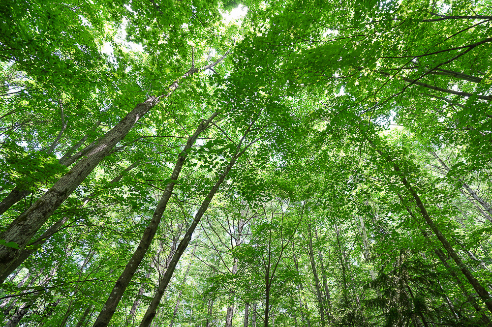 北海道童話小木屋村落「森林精靈露台」夢幻富良野景點，漫步在寧靜優美裡的秘境森林 @緹雅瑪 美食旅遊趣