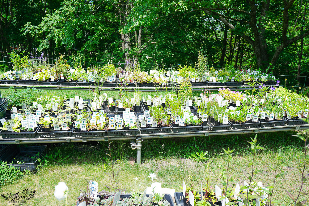 北海道富良野美食「森之時計｜珈琲 森の時計」森林精靈露台裡的幻夢咖啡廳~來杯DIY手磨豆的手沖咖啡，20週年森林劇院蛋糕 @緹雅瑪 美食旅遊趣