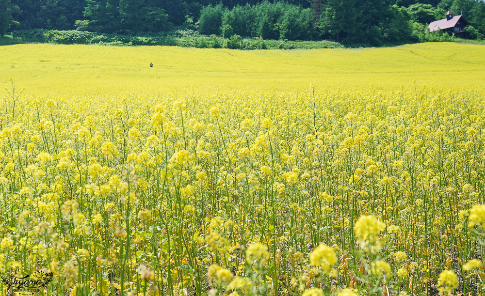 北海道富良野六花亭「坎帕納六花亭」,葡萄園與藍莓園裡的人氣甜點店 @緹雅瑪 美食旅遊趣 北海道富良野六花亭「坎帕納六花亭」,葡萄園與藍莓園裡的人氣甜點店 @緹雅瑪 美食旅遊趣