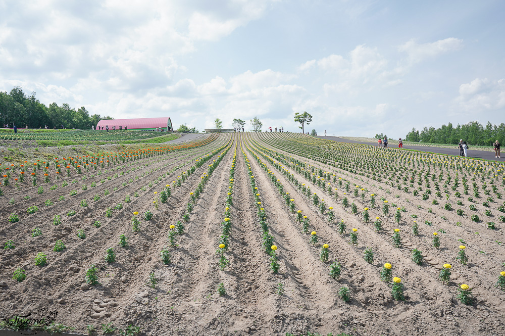 北道美瑛｜四季彩之丘：春夏季限定免入園費，遊園車NOROCCO號！10月~6月免門票 @緹雅瑪 美食旅遊趣