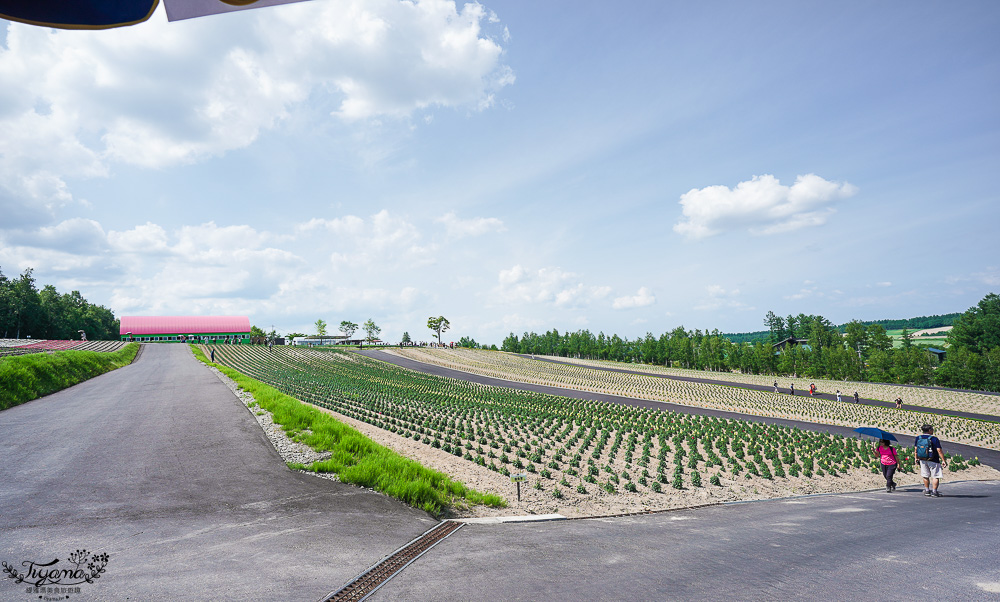 北道美瑛｜四季彩之丘：春夏季限定免入園費，遊園車NOROCCO號！10月~6月免門票 @緹雅瑪 美食旅遊趣