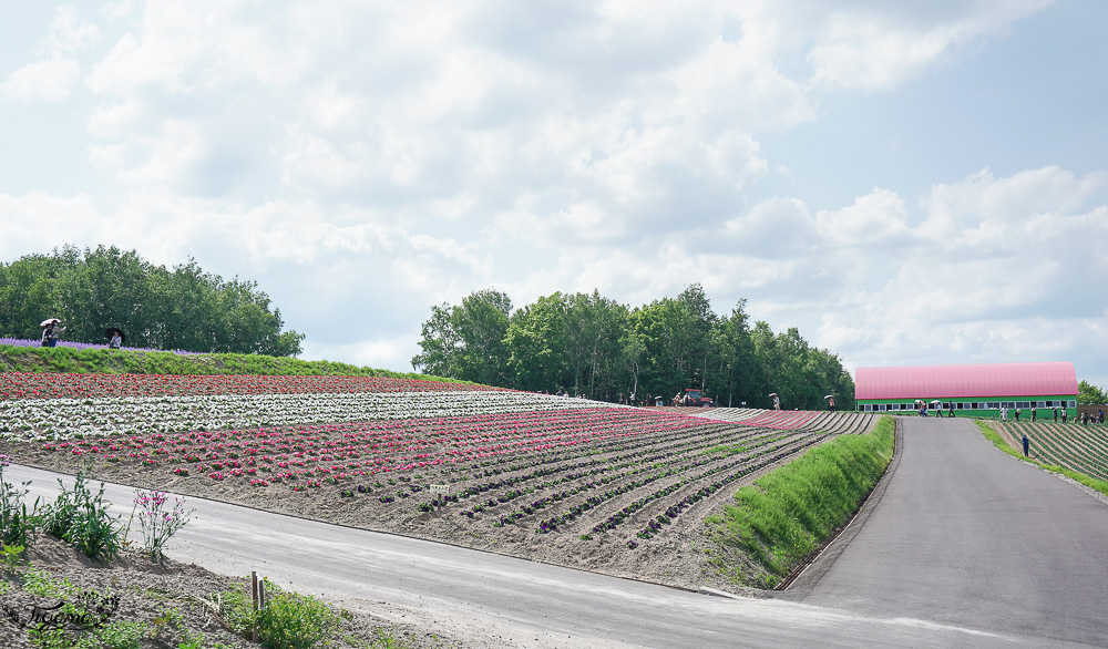 北道美瑛｜四季彩之丘：春夏季限定免入園費，遊園車NOROCCO號！10月~6月免門票 @緹雅瑪 美食旅遊趣