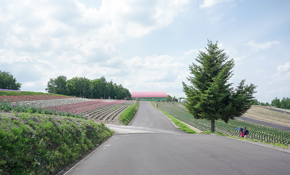 北道美瑛｜四季彩之丘：春夏季限定免入園費，遊園車NOROCCO號！10月~6月免門票 @緹雅瑪 美食旅遊趣