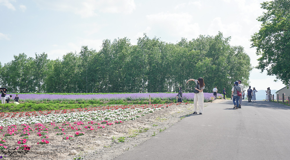 北道美瑛｜四季彩之丘：春夏季限定免入園費，遊園車NOROCCO號！10月~6月免門票 @緹雅瑪 美食旅遊趣