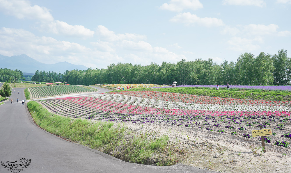 北道美瑛｜四季彩之丘：春夏季限定免入園費，遊園車NOROCCO號！10月~6月免門票 @緹雅瑪 美食旅遊趣