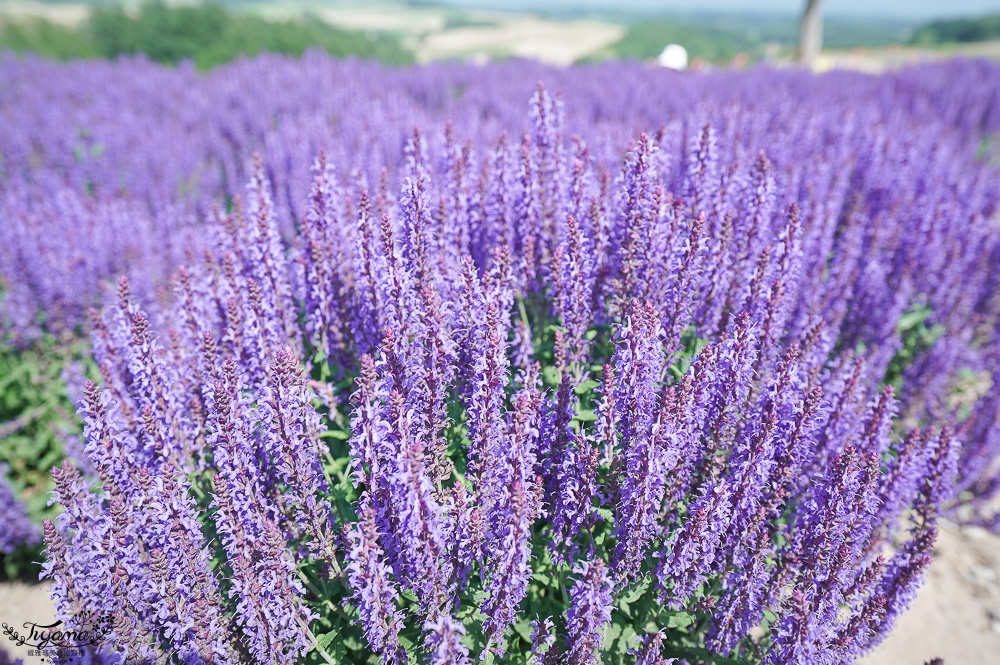 北道美瑛｜四季彩之丘：春夏季限定免入園費，遊園車NOROCCO號！10月~6月免門票 @緹雅瑪 美食旅遊趣