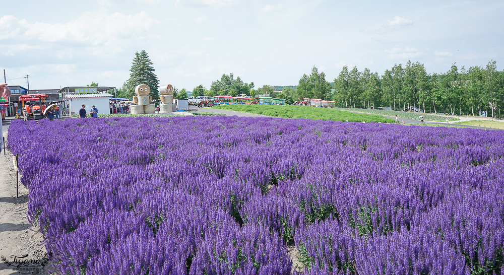 北道美瑛｜四季彩之丘：春夏季限定免入園費，遊園車NOROCCO號！10月~6月免門票 @緹雅瑪 美食旅遊趣