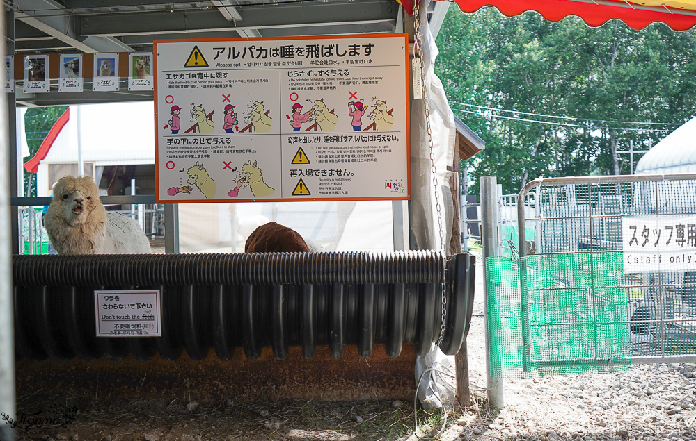 北道美瑛｜四季彩之丘：春夏季限定免入園費，遊園車NOROCCO號！10月~6月免門票 @緹雅瑪 美食旅遊趣