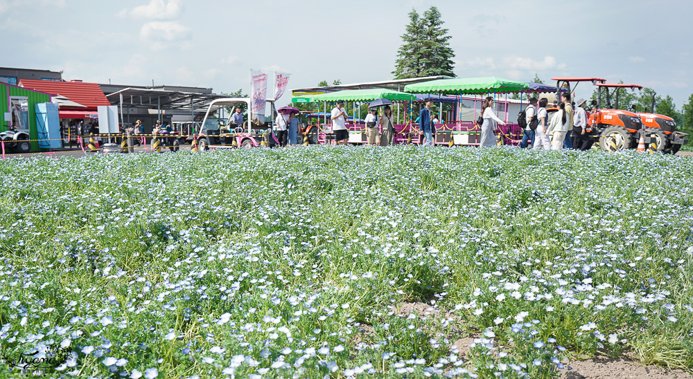 北道美瑛｜四季彩之丘：春夏季限定免入園費，遊園車NOROCCO號！10月~6月免門票 @緹雅瑪 美食旅遊趣