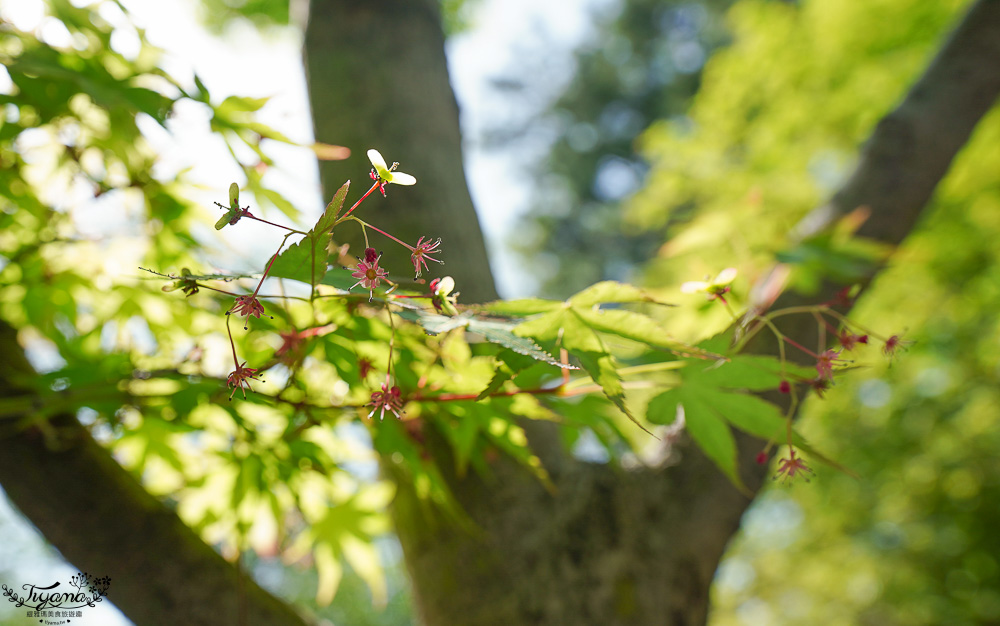 九州小倉城怎麼玩！！小倉城天守閣騎馬射箭「流鏑馬」、和服體驗、天守閣咖啡廳、しろテラス，也別忘了小倉城庭園 @緹雅瑪 美食旅遊趣