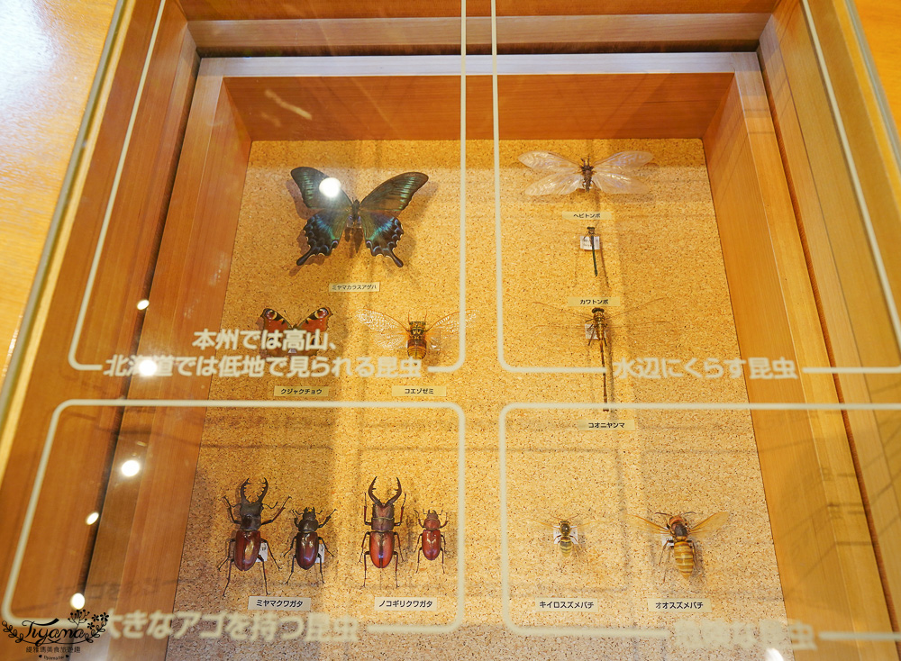 【北海道景點】支笏湖遊客中心｜山線鐵橋｜Patissier Labo｜支笏湖商店街 @緹雅瑪 美食旅遊趣