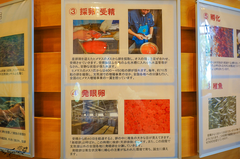 【北海道景點】支笏湖遊客中心｜山線鐵橋｜Patissier Labo｜支笏湖商店街 @緹雅瑪 美食旅遊趣