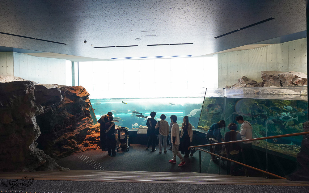 下關水族館．海響館攻略：全世界最多種類河豚展示，日本最大”企鵝村”，世界稀有藍鯨全身骨骼標本，海豚海獅同台表演秀 @緹雅瑪 美食旅遊趣
