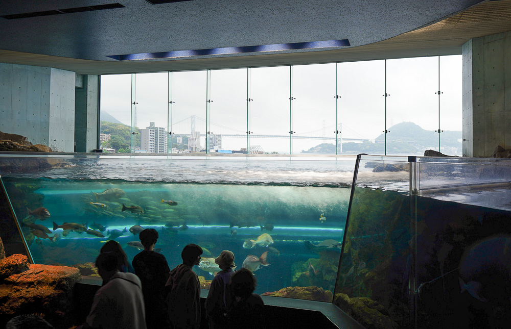 下關水族館．海響館攻略：全世界最多種類河豚展示，日本最大”企鵝村”，世界稀有藍鯨全身骨骼標本，海豚海獅同台表演秀 @緹雅瑪 美食旅遊趣