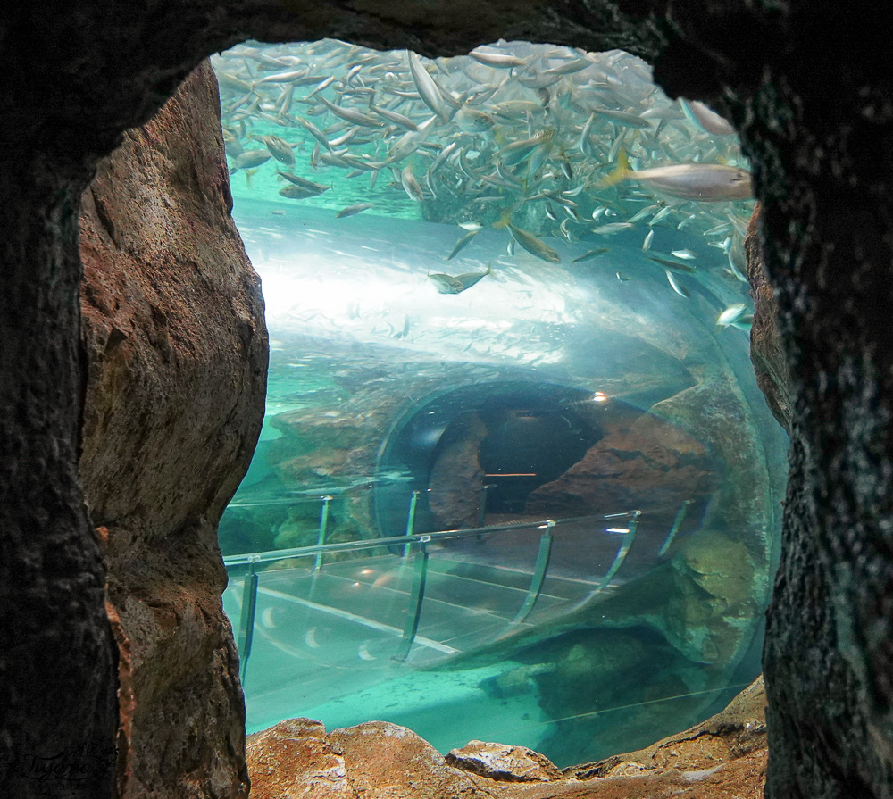 下關水族館．海響館攻略：全世界最多種類河豚展示，日本最大”企鵝村”，世界稀有藍鯨全身骨骼標本，海豚海獅同台表演秀 @緹雅瑪 美食旅遊趣