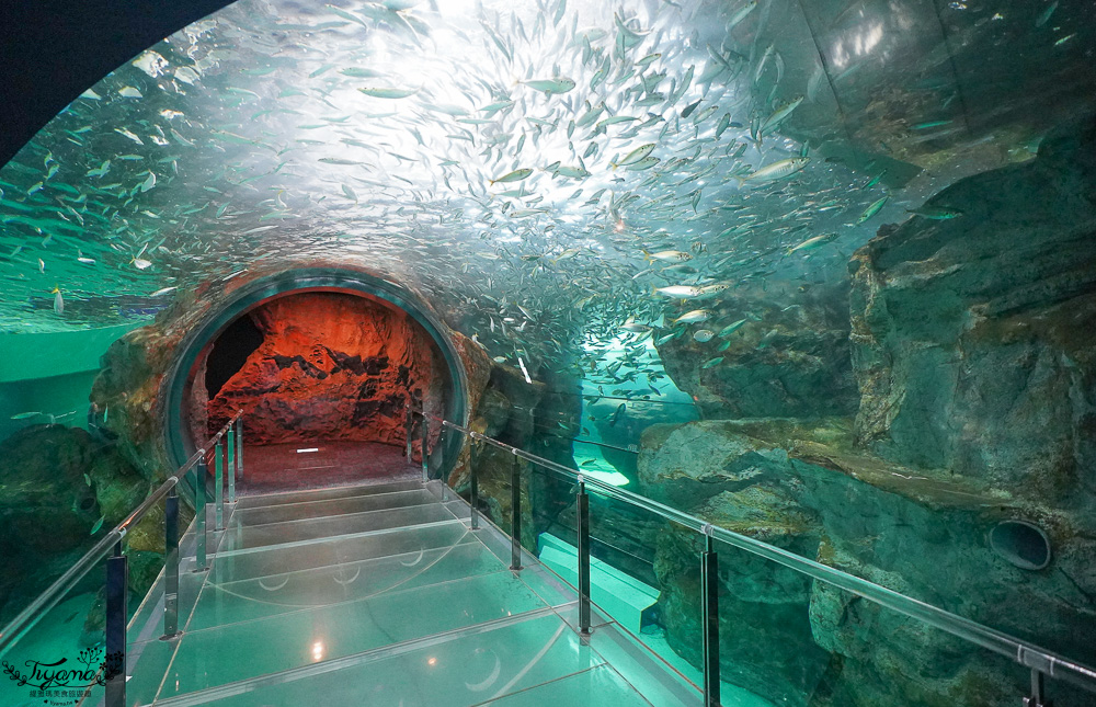 下關水族館．海響館攻略：全世界最多種類河豚展示，日本最大”企鵝村”，世界稀有藍鯨全身骨骼標本，海豚海獅同台表演秀 @緹雅瑪 美食旅遊趣
