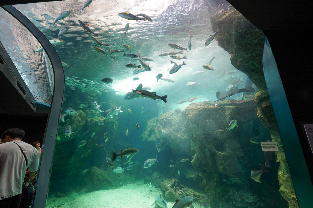 下關水族館．海響館攻略：全世界最多種類河豚展示，日本最大”企鵝村”，世界稀有藍鯨全身骨骼標本，海豚海獅同台表演秀 @緹雅瑪 美食旅遊趣