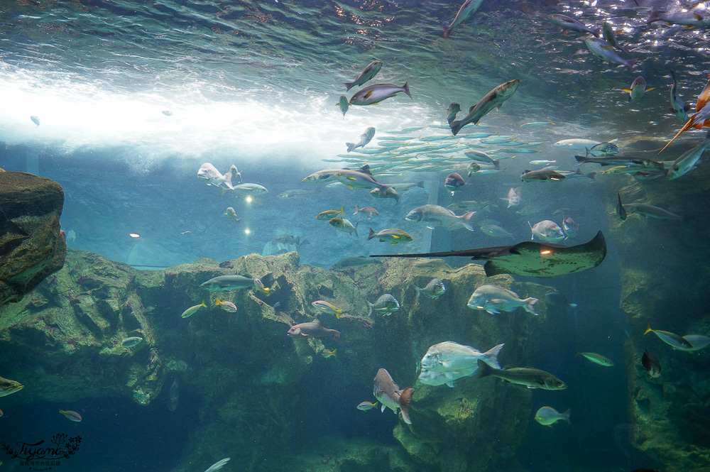 下關水族館．海響館攻略：全世界最多種類河豚展示，日本最大”企鵝村”，世界稀有藍鯨全身骨骼標本，海豚海獅同台表演秀 @緹雅瑪 美食旅遊趣