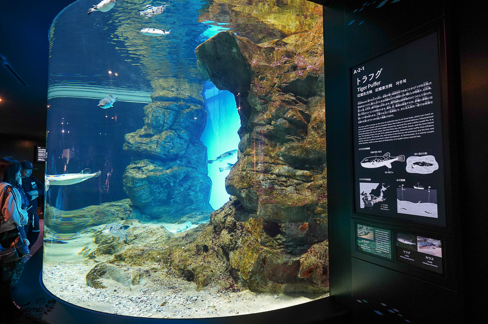 下關水族館．海響館攻略：全世界最多種類河豚展示，日本最大”企鵝村”，世界稀有藍鯨全身骨骼標本，海豚海獅同台表演秀 @緹雅瑪 美食旅遊趣