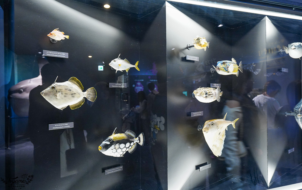 下關水族館．海響館攻略：全世界最多種類河豚展示，日本最大”企鵝村”，世界稀有藍鯨全身骨骼標本，海豚海獅同台表演秀 @緹雅瑪 美食旅遊趣