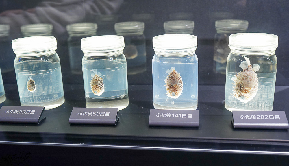 下關水族館．海響館攻略：全世界最多種類河豚展示，日本最大”企鵝村”，世界稀有藍鯨全身骨骼標本，海豚海獅同台表演秀 @緹雅瑪 美食旅遊趣