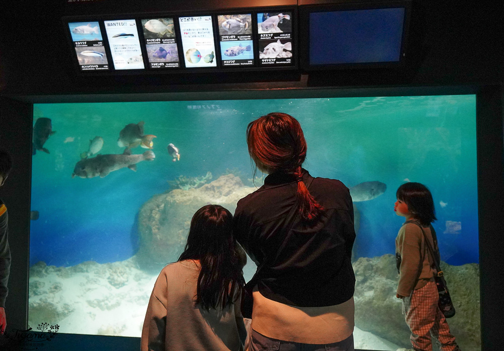 下關水族館．海響館攻略：全世界最多種類河豚展示，日本最大”企鵝村”，世界稀有藍鯨全身骨骼標本，海豚海獅同台表演秀 @緹雅瑪 美食旅遊趣
