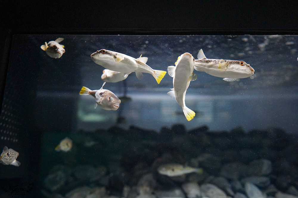 下關水族館．海響館攻略：全世界最多種類河豚展示，日本最大”企鵝村”，世界稀有藍鯨全身骨骼標本，海豚海獅同台表演秀 @緹雅瑪 美食旅遊趣