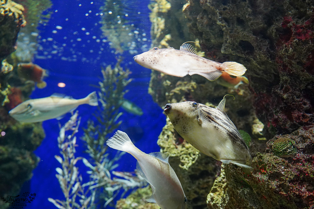 下關水族館．海響館攻略：全世界最多種類河豚展示，日本最大”企鵝村”，世界稀有藍鯨全身骨骼標本，海豚海獅同台表演秀 @緹雅瑪 美食旅遊趣