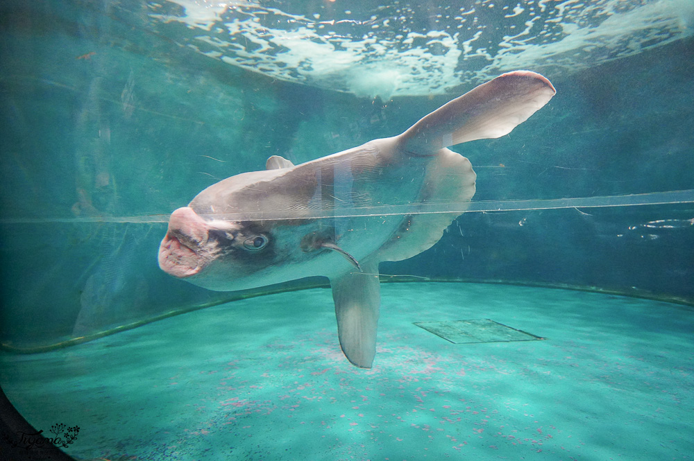 下關水族館．海響館攻略：全世界最多種類河豚展示，日本最大”企鵝村”，世界稀有藍鯨全身骨骼標本，海豚海獅同台表演秀 @緹雅瑪 美食旅遊趣