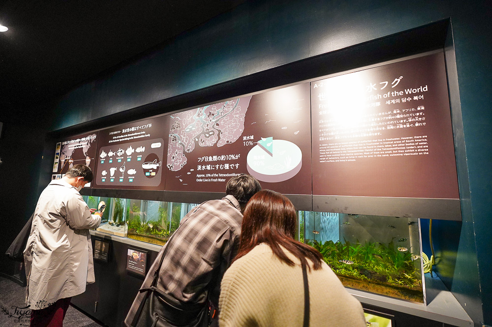 下關水族館．海響館攻略：全世界最多種類河豚展示，日本最大”企鵝村”，世界稀有藍鯨全身骨骼標本，海豚海獅同台表演秀 @緹雅瑪 美食旅遊趣