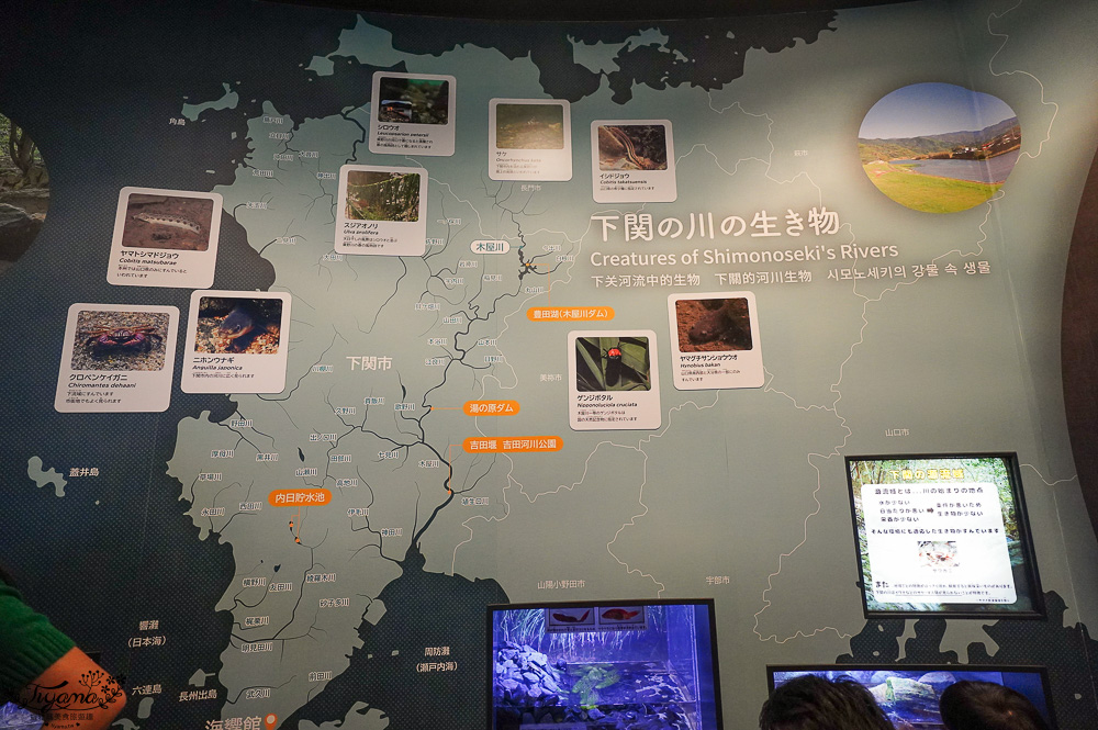下關水族館．海響館攻略：全世界最多種類河豚展示，日本最大”企鵝村”，世界稀有藍鯨全身骨骼標本，海豚海獅同台表演秀 @緹雅瑪 美食旅遊趣