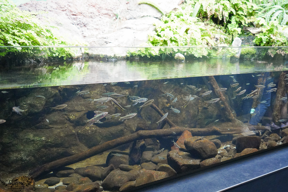 下關水族館．海響館攻略：全世界最多種類河豚展示，日本最大”企鵝村”，世界稀有藍鯨全身骨骼標本，海豚海獅同台表演秀 @緹雅瑪 美食旅遊趣